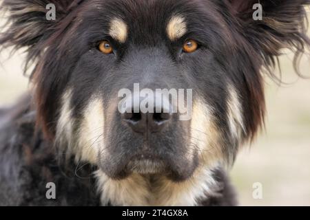 Ritratto di un grande cane randagio dai capelli lunghi e neri, primo piano Foto Stock