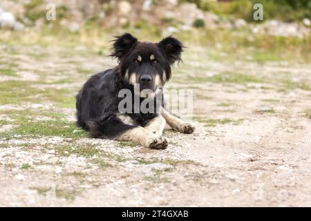 Ritratto di un grande cane randagio dai capelli lunghi e neri, sdraiato Foto Stock