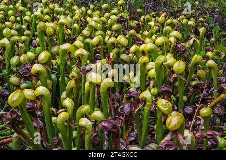 Cobra Lilies, Darlingtonia californica, pianta carnivora, presso Darlingtonia State Natural Site, vicino Florence, Oregon, USA Foto Stock