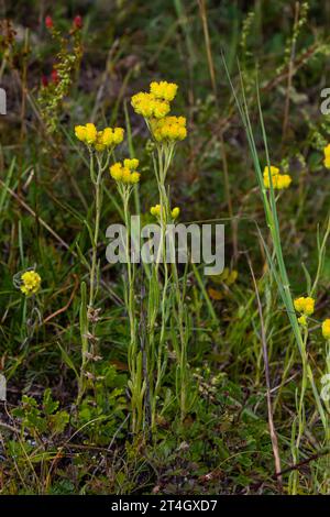 Helichrysum arenarium, everlast nano, primo piano di fiori gialli immortelle. Foto Stock