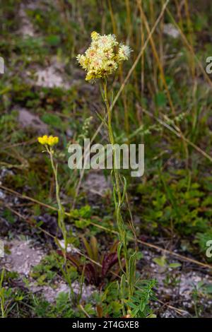 Helichrysum arenarium, everlast nano, primo piano di fiori gialli immortelle. Foto Stock