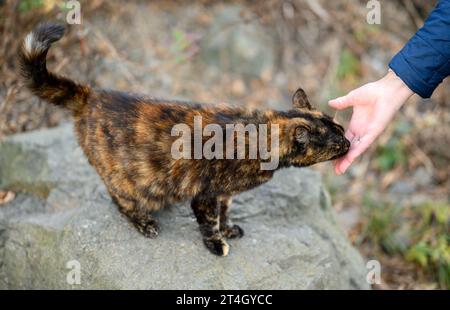 Donna con il tocco della mano in un gatto randagio all'aperto. Messa a fuoco selettiva. Foto Stock