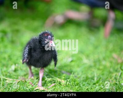 Piccolo uccello Pukeko che cammina sull'erba verde con la madre Pukeko fuori fuoco sullo sfondo. WESTERN Springs Park, Auckland. Foto Stock