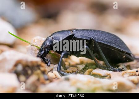 Uno scarabeo nero con addome appuntito e lunghe gambe appollaiate sulla ghiaia. Foto Stock