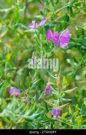 Polygala myrtifolia Grandiflora, dolce arbusto di piselli, verde scuro, foglie di ovate, fiori simili a piselli alati viola Foto Stock