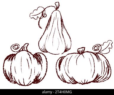 allinea le zucche disegnate con un pennello, un disegno a forma di scarabocchio, su uno sfondo trasparente. Design per imballaggi e tessuti, vettoriali, decorazioni Illustrazione Vettoriale