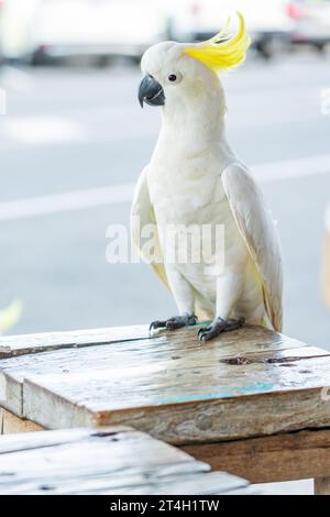 Un cacatua con cresta di zolfo in piedi su un tavolo da caffè a Lorne sulla Great Ocean Road a Victoria, Australia Foto Stock