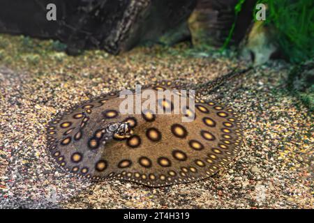 Motoro di Stingray, motoro di Potamotrygon in un acquario sul fondo sabbioso. Il fiume d'acqua dolce ha maculato il pavone grigio scuro che giace nella piscina dell'acquario, da vicino Foto Stock