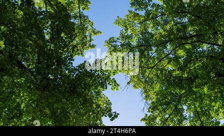 Corone d'albero in estate a Schwerin Foto Stock