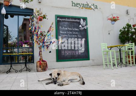 Isole dei principi, Istanbul, Türkiye. Heybeliada è la seconda più grande delle isole dei principi nel Mare di Marmara. Un cane di strada giace di fronte a un ristorante Foto Stock