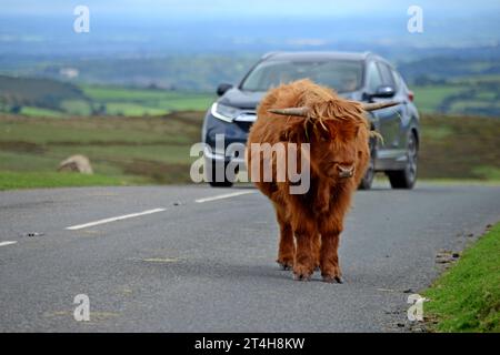 Un vitello delle Highland in piedi sulla strada che causa l'arresto delle auto ed evitarlo, Dartmoor National Park, Devon, settembre 2023 Foto Stock