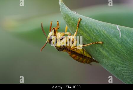 Vespa con scudo nero, Vespa bicolor, originaria del sud-est asiatico, Andalusia, Spagna. Foto Stock