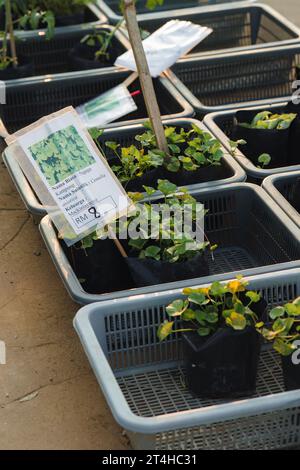 Centella asiatica in vendita al mercato agricolo in Malesia. Foglie erboristiche di Centella asiatica note come gotu kola Foto Stock