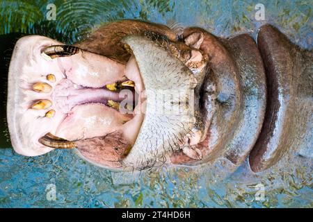 Un ippopotamo apre la bocca in un parco safari in Thailandia Foto Stock