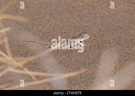 Lizard sulla sabbia. Agama a testa di rospo o Phrynocephalus interscapularis a Desert nel Parco Nazionale di Altyn Emel, Kazakistan. Foto Stock