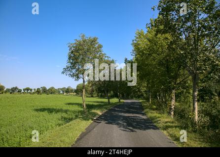 Strada delimitata da alberi e campi nella campagna italiana Foto Stock