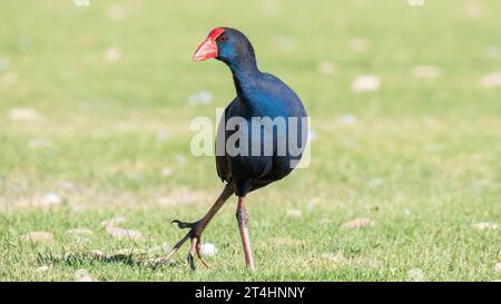 Gallina Australasiana in posa divertente, Perth, Australia Occidentale Foto Stock