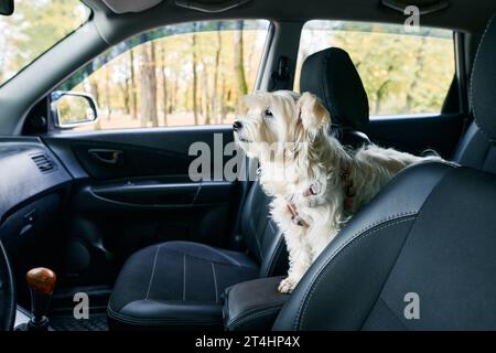 Cane bianco soffice seduto in auto sul sedile del passeggero anteriore pronto per viaggiare. Viaggiare con animali domestici Foto Stock