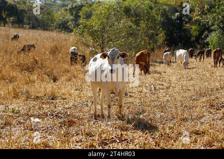 mucche e buoi in mandria sul prato asciutto. Una mucca sta guardando la telecamera. mandria di bovini Foto Stock