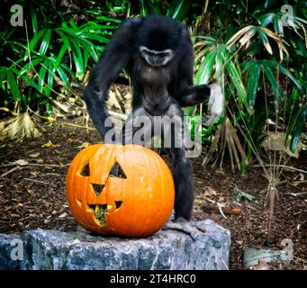 mani bianche gibbon Foto Stock