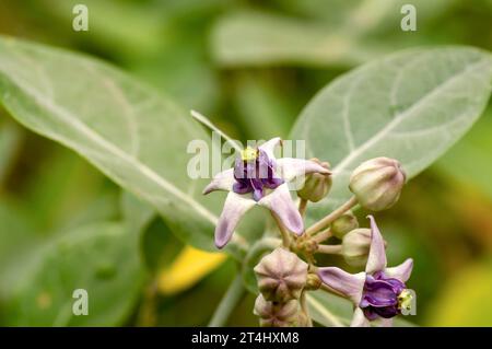 Bunga Widuri, vista ravvicinata del fiore della Corona Viola o dell'erba del latte indiana gigante (Calotropis gigantea). Foto Stock