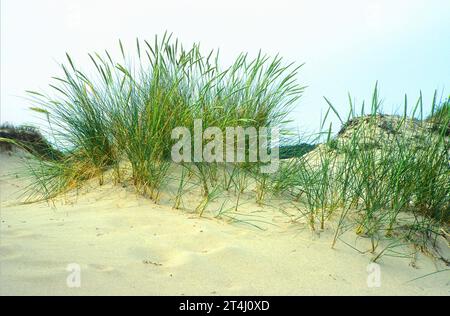 Sand Dune, Hiddensee, Germania Foto Stock