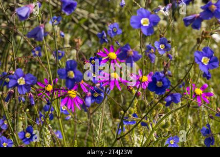 Un mix di fiori selvatici colorati che crescono in primavera sulla costa occidentale del Sudafrica Foto Stock