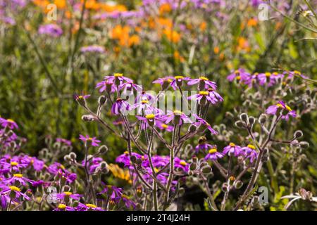 Margherite viola vivaci e vivaci che crescono selvagge nel campo, illuminate da retroilluminazione Foto Stock