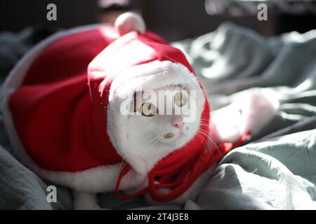 Simpatico gatto di Bobtail giapponese che indossa un costume da Babbo Natale e gioca sul letto Foto Stock