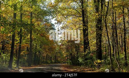 scenic autumn landscape with colorful foliage Foto Stock