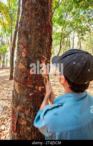 Albero di gomma e ciotola riempiti di lattice, Binh Phuoc, Vietnam Foto Stock