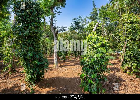 Pepe nero - pianta con bacche verdi e foglie, fattoria a Binh Phuoc, Vietnam Foto Stock