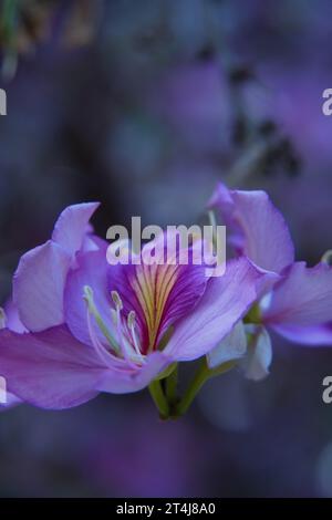 Orchid Tree, conosciuto anche come Half Hardy Tree, Butterfly Ash. Immagine di un'orchidea su uno sfondo sfocato con spazio per la copia. Utile per il giardinaggio, bota Foto Stock