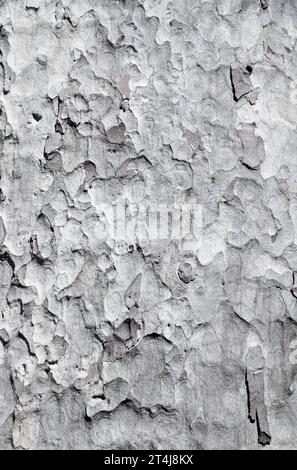 Telaio completo di Sycamore Tree Bark Foto Stock