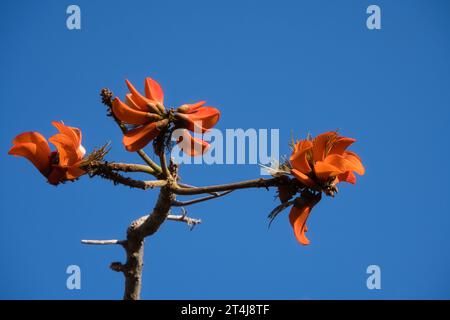 Tiger's Claw, conosciuto anche come Sunshine Tree e Mountain ebony. Nome botanico: Erithrina variegata. Foto Stock