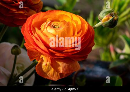 Splendida foto ravvicinata di un fiore di farfalle del giardino arancione in piena fioritura. Foto Stock