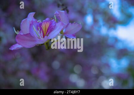 Orchid Tree, conosciuto anche come Half Hardy Tree, Purple Orchid Tree, Butterfly Ash, Orchidtree, White Camels Foot, Mountain ebony. Utile per il giardinaggio, bo Foto Stock