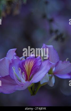 Orchid Tree, conosciuto anche come Half Hardy Tree, Butterfly Ash. Immagine di un'orchidea su uno sfondo sfocato con spazio per la copia. Utile per il giardinaggio, bota Foto Stock