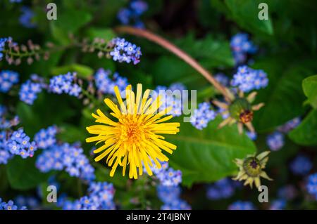 Fiore di Dandelion e piccoli fiori blu di Forget-me-Not Foto Stock