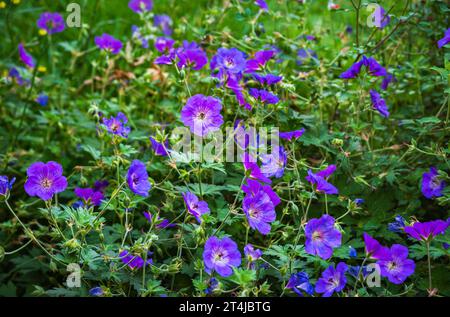 Fiori blu viola di Geranium Rozanne Bush Foto Stock