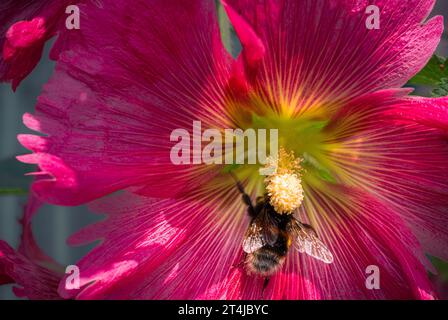 Un bumblebee con un soffio di hollyhock rosso in fiore Foto Stock