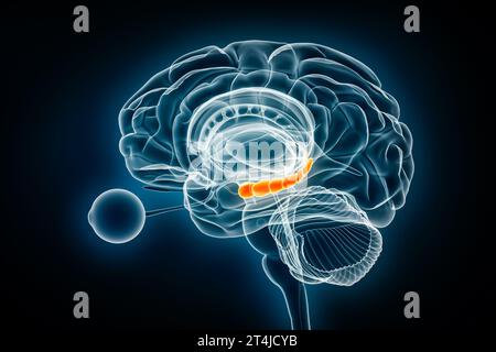 Illustrazione del rendering 3D della vista a raggi X laterale dell'ippocampo. Anatomia del cervello umano e del sistema limbico, medico, sanitario, biologia, scienza, neuroscienze, Foto Stock