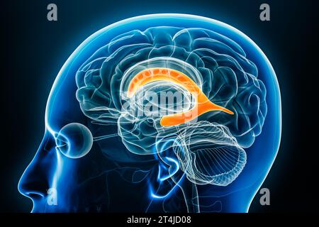 Vista ravvicinata del profilo radiologico del ventricolo laterale rappresentazione 3D con contorni del corpo. Cervello umano e anatomia del sistema ventricolare, medico, biolo Foto Stock