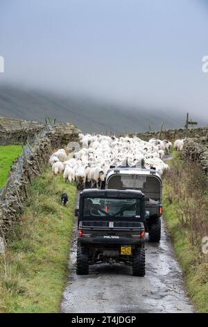 Spostare un gregge di pecore lungo una strada rurale vicino a Hawes nel Parco Nazionale di Yorkshire Dales, Regno Unito. Foto Stock