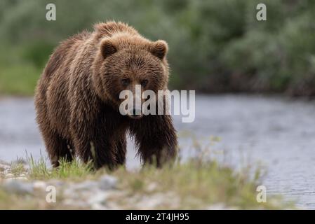 Orso bruno o Grizzly durante la corsa al salmone Sockeye a Katmai, Alaksa Foto Stock