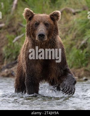 Orso bruno o Grizzly durante la corsa al salmone Sockeye a Katmai, Alaksa Foto Stock