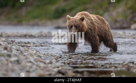 Orso bruno o Grizzly durante la corsa al salmone Sockeye a Katmai, Alaksa Foto Stock