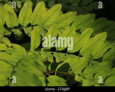 Foglie verdi accese al sole. Foto Stock