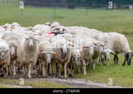 Mandria di pecore nel parco nazionale Muranska Planina, Slovacchia Foto Stock
