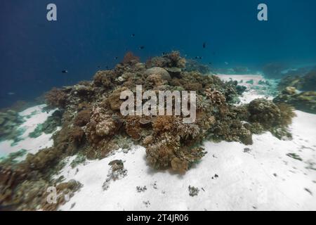 Colonia di coralli duri e morbidi cresce nelle sabbie bianche di una barriera corallina tropicale Foto Stock